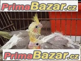 mladé korely z chovu 
