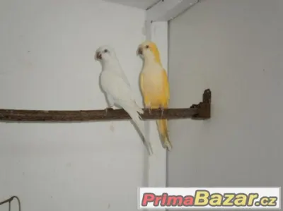 Koupím mníšek šedý albino, lutino