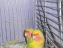 agapornis