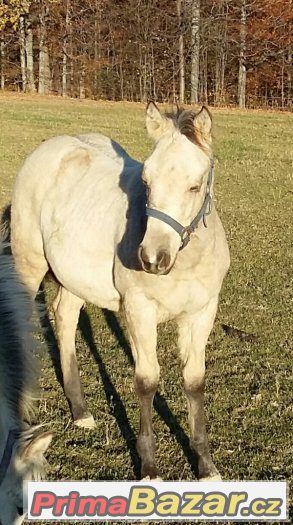 luxusni-rocni-paint-horse