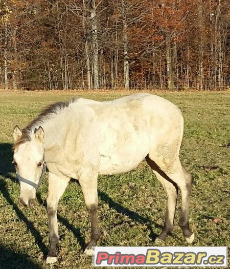 luxusní roční paint horse