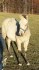 luxusní roční paint horse