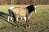 luxusní roční paint horse