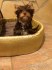 Yorkshire terrier čoko pejsek