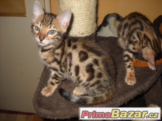 bengalske-kotatka-s-pp
