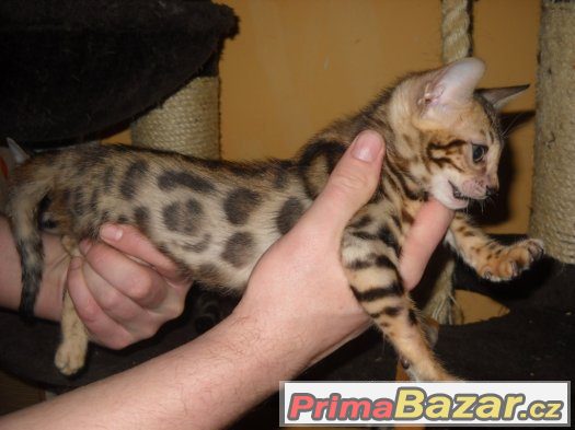 Bengalske kotatka s pp Bengalske kotatka s pp