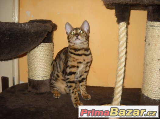 Bengalske kotatka s pp Bengalske kotatka s pp