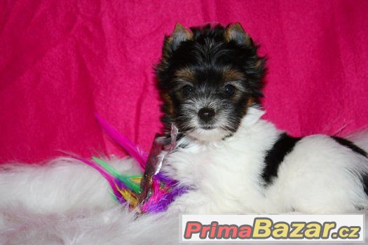 biewer a biro yorkshire terrier s PP