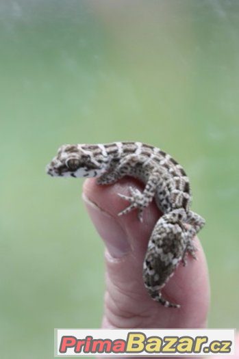 hemidactylus imbricatus (teratolepis) Ostrava hemidactylus imbricatus (teratolepis) Ostrava