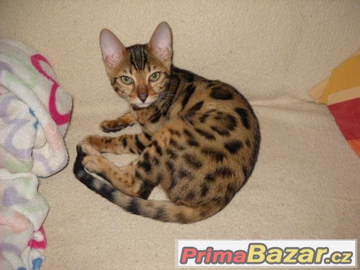 Bngalske kotatko-kočičku