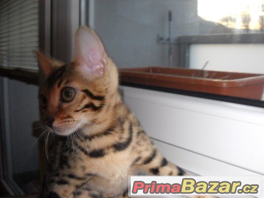 Bngalske kotatko-kočičku