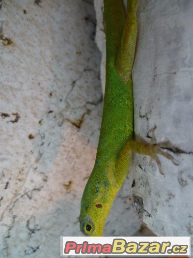 Anolis, teratolepis, suchozemské želvy Ostrava