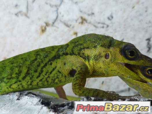 Anolis, teratolepis, suchozemské želvy Ostrava