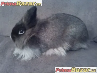 Nabízím hodnou králičku plemeno Lvíček