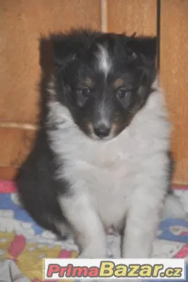 Šeltie -sheltie  s PP- zadám trikolorního pejska