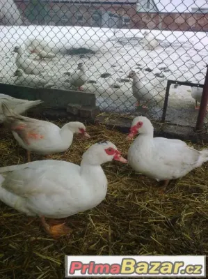 Kachna Pižmová - Čínka
