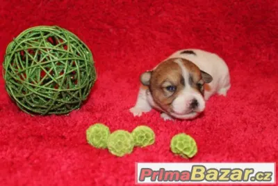 Jack Russell terier štěňátka s PP