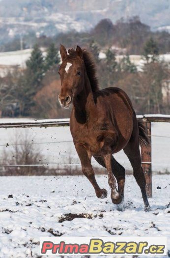 Appaloosa klisna