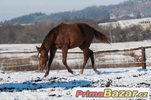 Appaloosa klisna