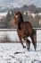 Appaloosa klisna