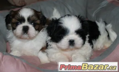 Štěňátka Shih-tzu s PP (shi-tzu,shihtzu)
