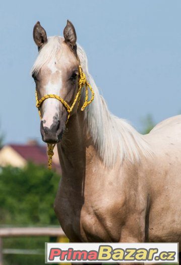 Appaloosa klisna