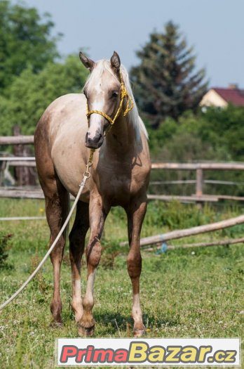 Appaloosa klisna