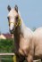 Appaloosa klisna