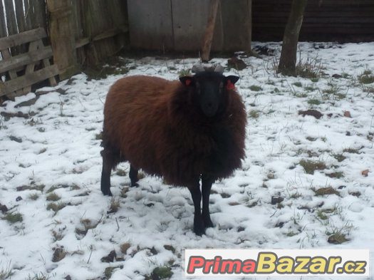 Beran Texel x Ovce vřesová Beran Texel x Ovce vřesová