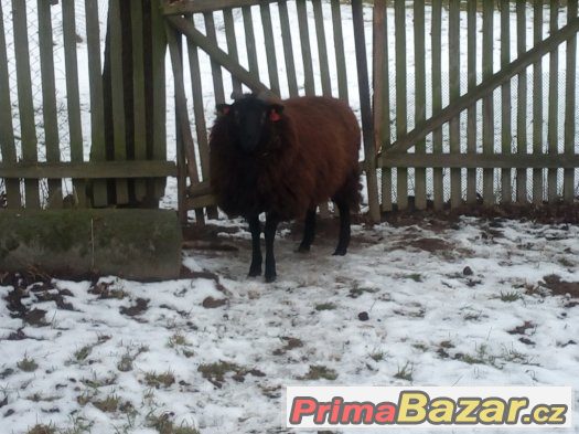 Beran Texel x Ovce vřesová Beran Texel x Ovce vřesová