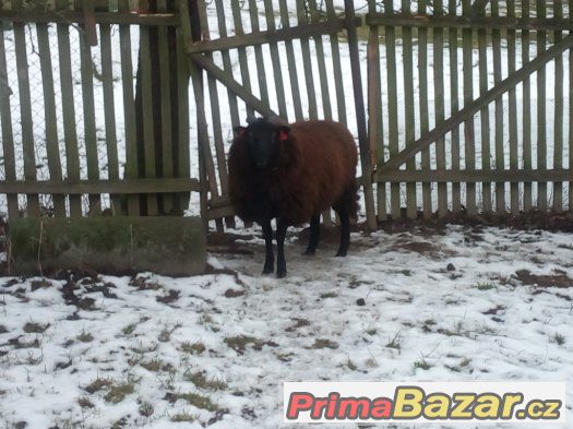 Beran Texel x Ovce vřesová Beran Texel x Ovce vřesová