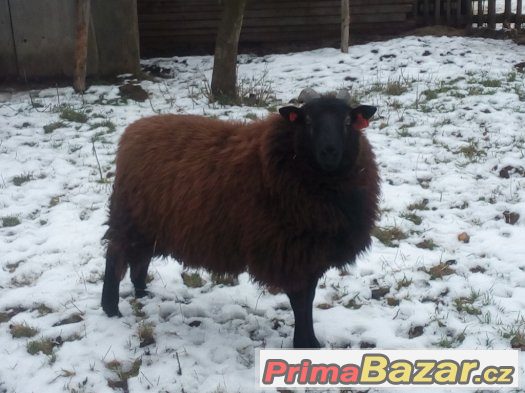Beran Texel x Ovce vřesová Beran Texel x Ovce vřesová