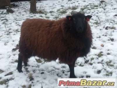 Beran Texel x Ovce vřesová