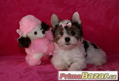 Biewer yorkshire terrier s PP IBC