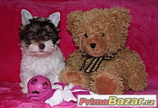 Biewer yorkshire terrier s PP