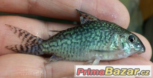 Sumečky Corydoras