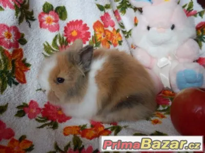 ZAKRSLÍ KRÁLÍČCI s VP - miminka - různé druhy