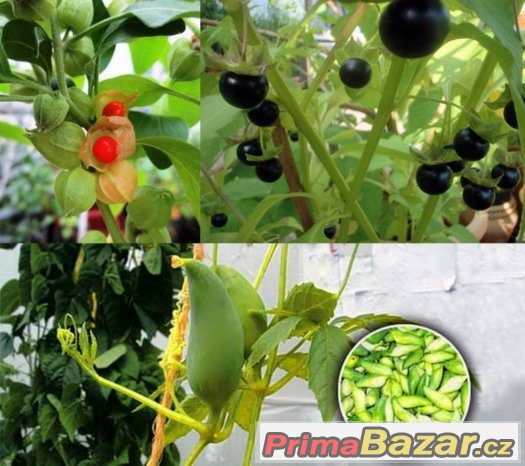 Semena jedlých i exotických rostlin do zahrady i na balkon