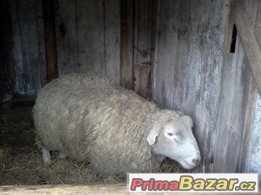prodam-chovneho-berana-texel