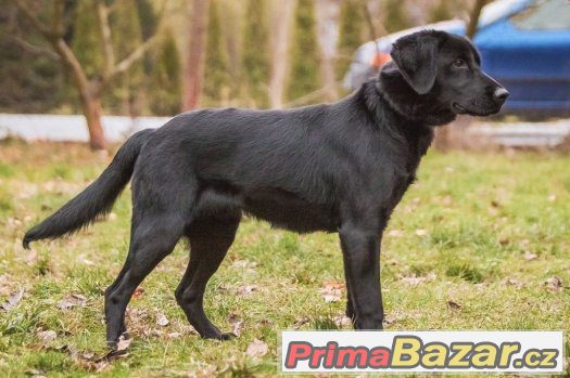 Baloo - menší labrador x, labradorský retrívr x, štěně, pes