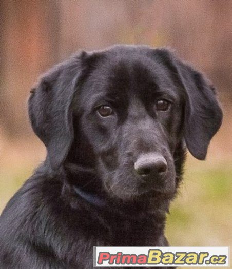 Baloo - menší labrador x, labradorský retrívr x, štěně, pes