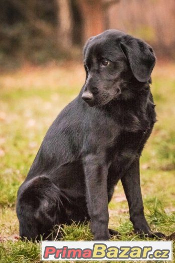 Baloo - menší labrador x, labradorský retrívr x, štěně, pes