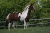 Atraktivní paint horse kobylka
