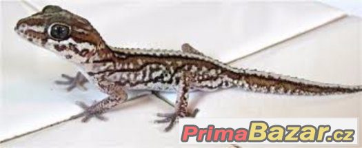 p-pictus-samec