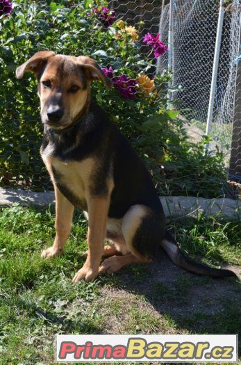 Taro - štěně - 5 měsíců - pes - kříženec