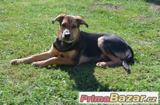 Taro - štěně - 5 měsíců - pes - kříženec Taro - štěně - 5 měsíců - pes - kříženec