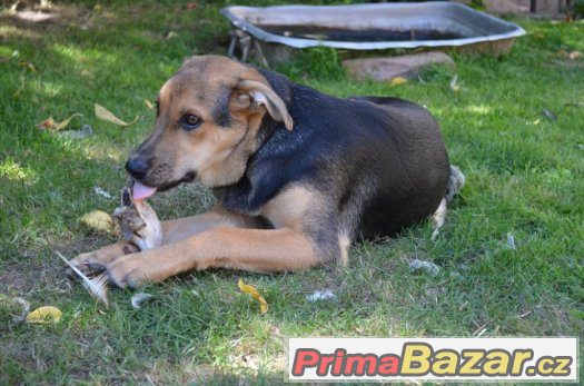 Taro - štěně - 5 měsíců - pes - kříženec Taro - štěně - 5 měsíců - pes - kříženec