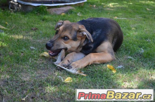 Taro - štěně - 5 měsíců - pes - kříženec Taro - štěně - 5 měsíců - pes - kříženec