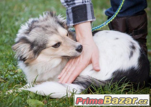 JÁJA a PÁJA -6kg něhy- fenka, fena, odrostlé štěně -špic x