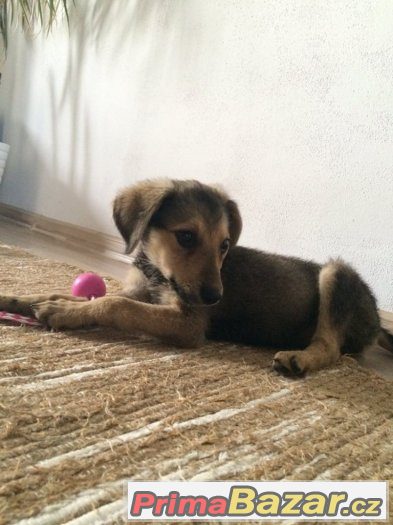 Gigi - štěně - fenka, fena - 3,5 měsíce - kříženec